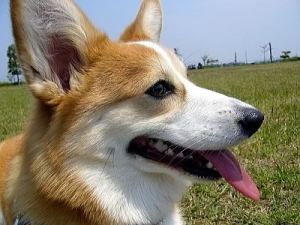 暑くなってきて、お昼頃の散歩はきつくなってきたの。 暑くなってきて、お昼頃の散歩はきつくなってきたの。