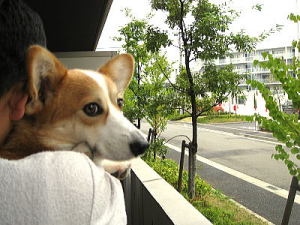 パパ殿早く帰ってこないかなあ～。