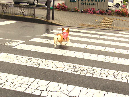 雨の日でもルンルン♪