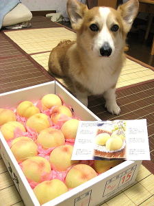 岡山犬さんから届いた岡山白桃「紅清水」なの。
