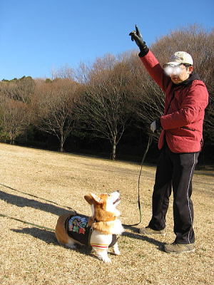 パパ殿との散歩大好き