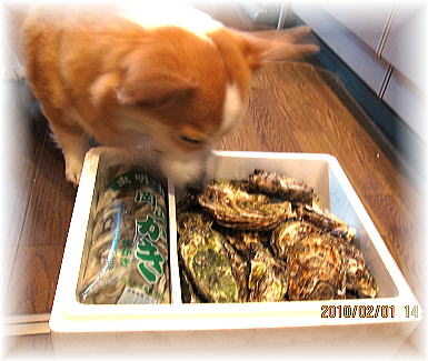 おおっ、懐かしの岡山の虫明の牡蠣～