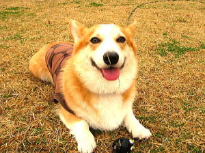 在りし日のたまごちゃん