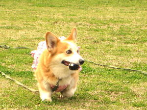 今日からまた天気悪くなってきたよ～