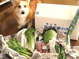 岡山犬さんから届いた岡山のお野菜ちゃん達