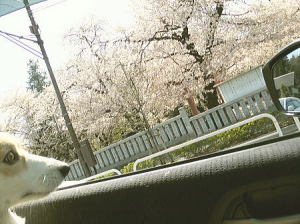 車の中からキレイな桜