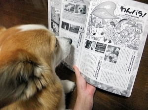 『愛犬チャンプ』の”わんパラ”のページで白黒で写っておりますなの