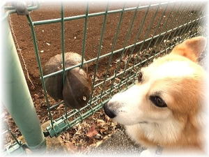 ど根性カボチャまん！
