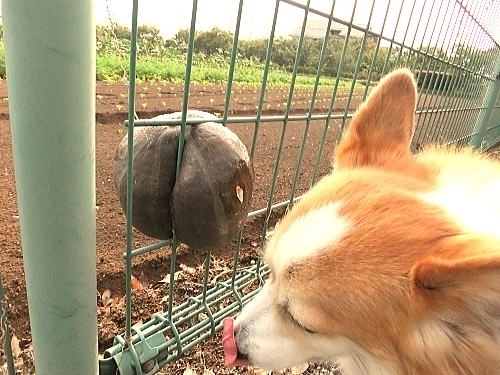 舐めちゃった・・・喰えん・