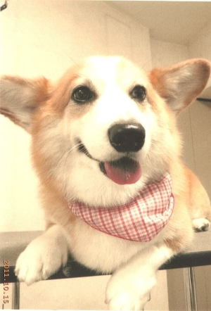 皮膚の状態も診てもらえるから安心風呂とシャンプーカット