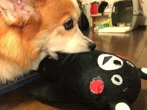 くまもん大好き。ボロボロですが・・・