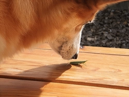 バッタさんこんにちは！