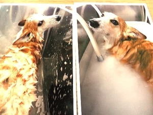 自宅でシャンプーしている時にはパチリ写真は撮れないので貴重