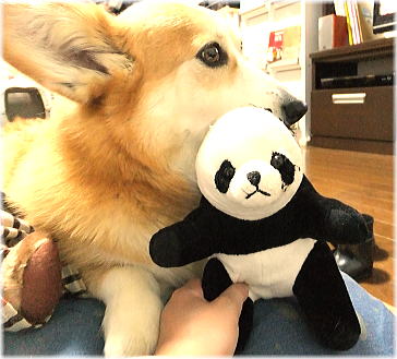 耳なしパンダ？
