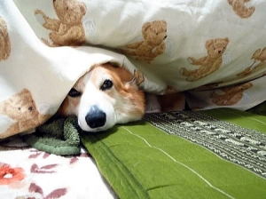 「なにか？」夜行性のため眠い？