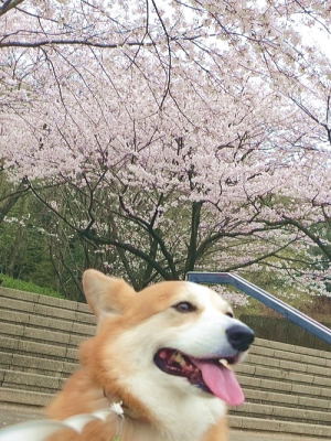 在りし日の桜ちゃん♪