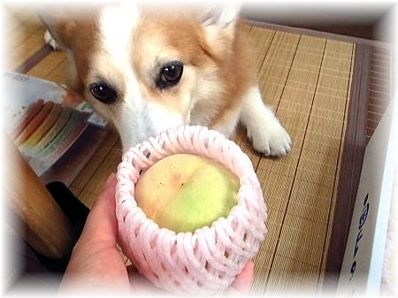 お高い清水白桃様でらっしゃいまする♪