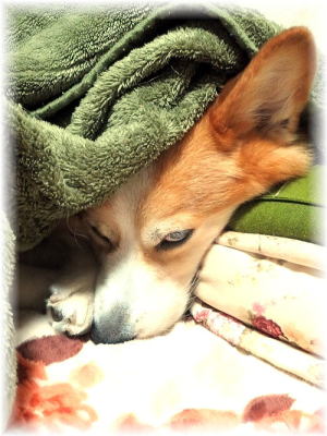 パパ殿をいじめる奴は成敗してくれるわっ！