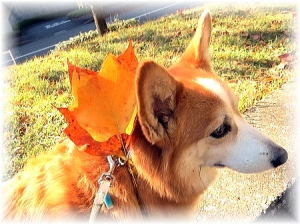 でも紅葉してるね～まだ