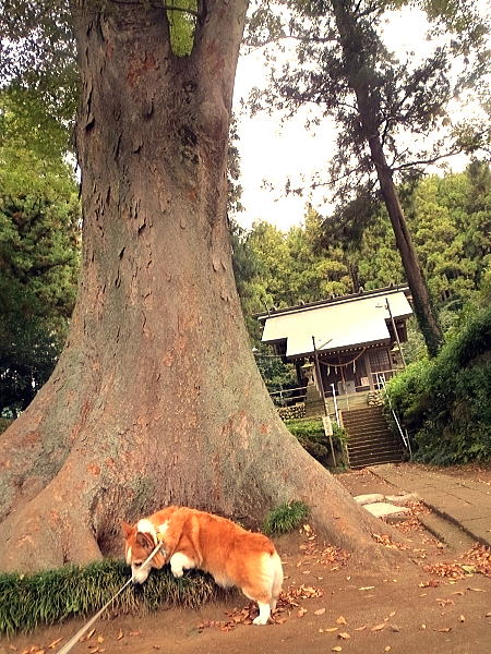 久しぶりに神社に行って来たよ。