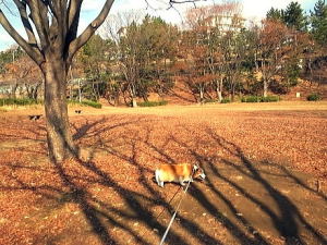 鶴川中央公園にも初めて行ったよ