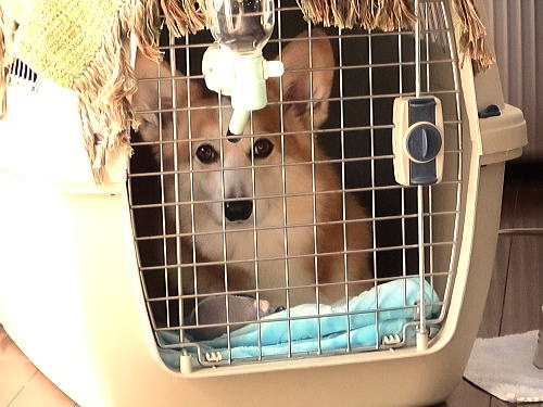 お家の中でじっとしてますなの。