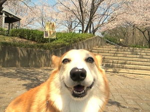 桜吹雪の中パチリ♪