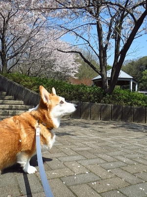 少しだけ落ちている桜の花もモグモグ