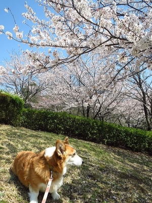 家の近くの桜がもうすぐ満開♪そこが最後かな？