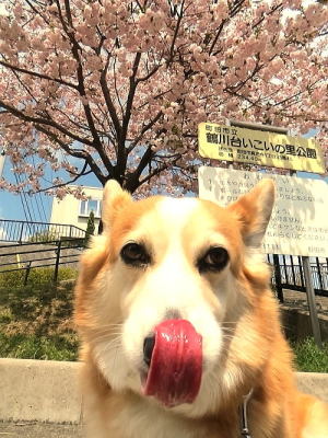 近くの公園の花見中♪