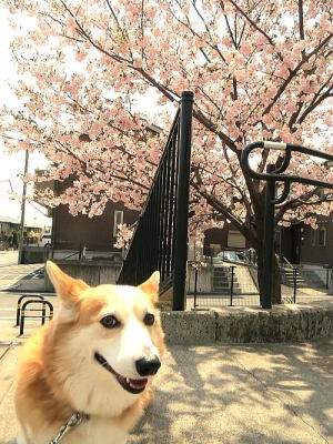 今年はあまり桜の花びらは食さず、専らキンカンを食べてます