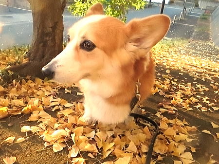 ギンナンも落ちているよ