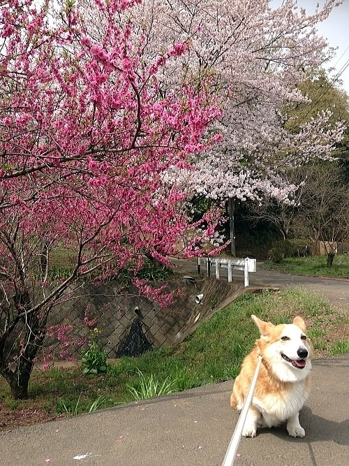 ご近所の桜～山桜かな？