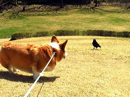 このカラスちゃんは付かず離れず状態で仲良くいたなの